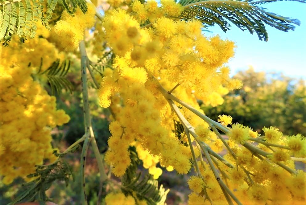 mimosa-cote-azur-tanneron-visite-balades-familles-enfant-var-83
