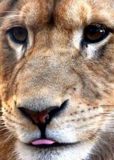 zoo-mont-faron-fauverie-toulon-animaux